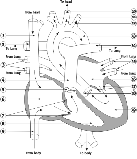 veterinary heart blood flow diagram quiz